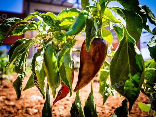 Preview: Ripe Red Pepper In Organic Garden