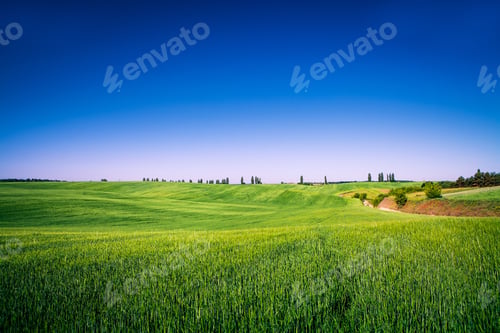 Preview: Green Field And Beautiful Sunset