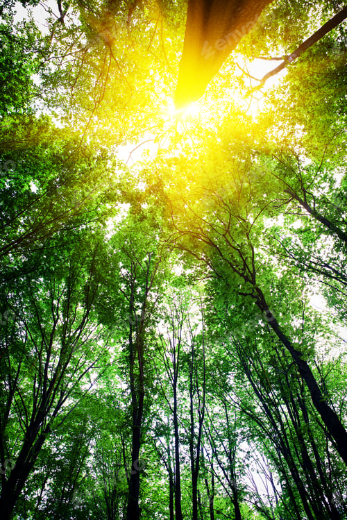 Preview: Forest Trees Nature Green Wood Sunlight Backgrounds