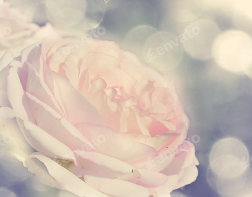 Preview: Rose Flower Background Love Wedding Card With Blurs Lights