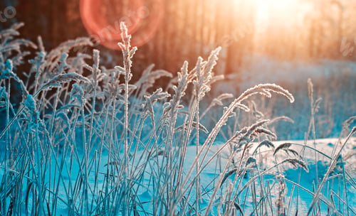 Preview: Winter Scene .Frozenned Flower .Pine Forest And Sunset