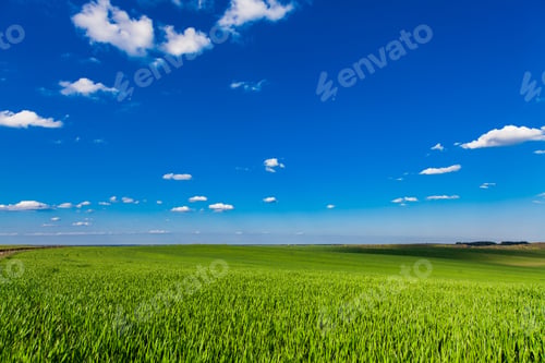 Preview: Green Field And Beautiful Sunset