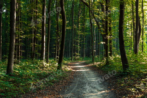 Preview: Forest Trees. Nature Green Wood Sunlight Backgrounds