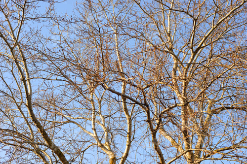 Preview: Poplar Tree Without Leaves On Blue Sky Background.