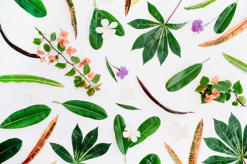 Preview: Topical Exotic Colored Leaf Pattern On White Background. Flat Lay, Top View