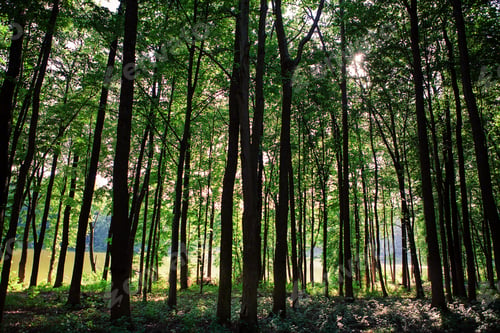 Preview: Beautiful Green Forest