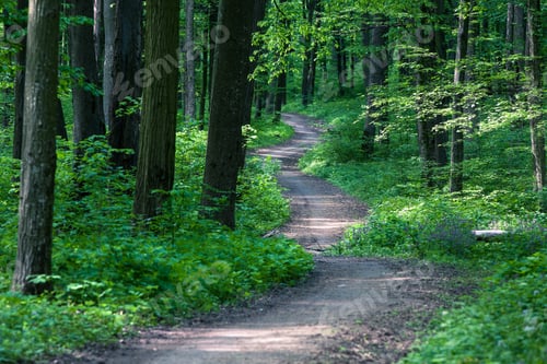 Preview: Beautiful Green Forest