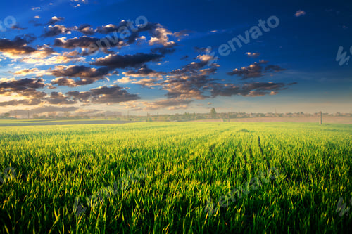 Preview: Green Field And Beautiful Sunset
