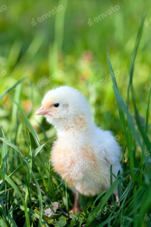 Preview: Chicks On Green Grass
