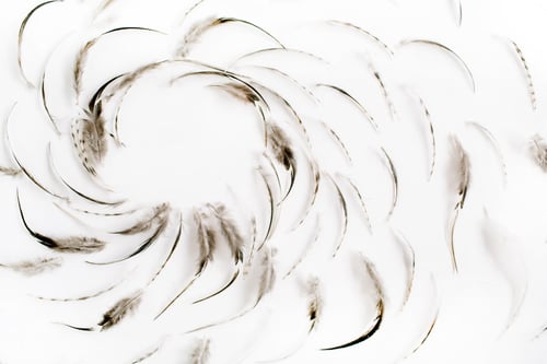 Preview: Frame Of Bird Feathers Pattern. Flat Lay, Top View