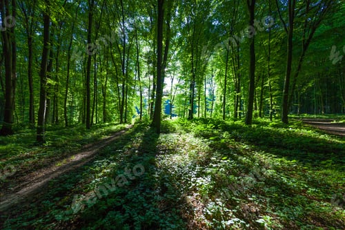 Preview: Beautiful Green Forest