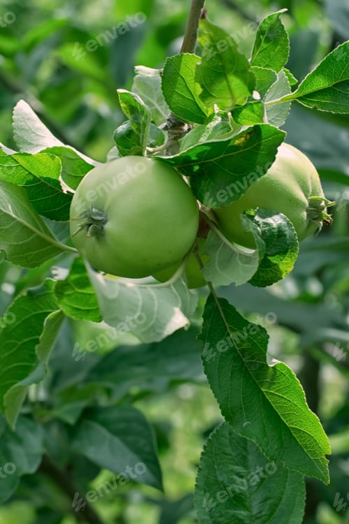 Preview: Green, Young Apples Are In A Garden