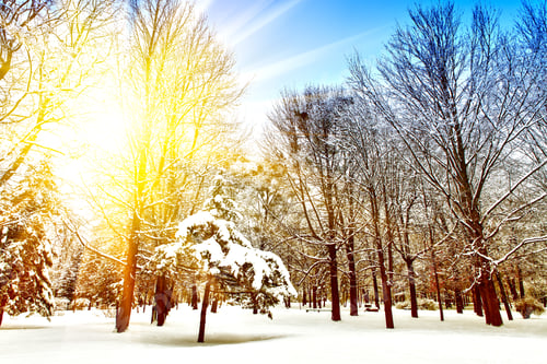 Preview: Forest Trees Nature Snow Wood Backgrounds