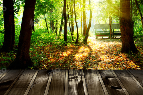 Preview: Beautiful Sunlight In The Autumn Forest With Wood Planks Floor