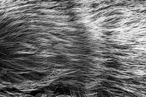 Preview: Black And White Animal Fell Texture