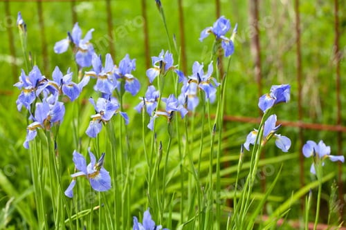 Preview: Blue Iris Flowers Growing In Garden