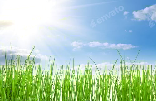 Preview: Green Grass Isolation On The White Backgrounds