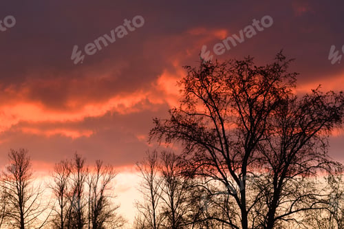 Preview: Silhouettes Of Trees Without Leaves On A Sunset Background.