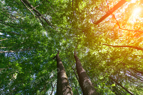 Preview: Forest Trees Nature Green Wood Sunlight Backgrounds