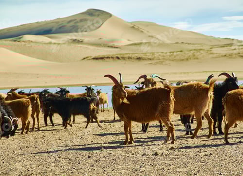 Preview: Sands Mongol Els, Herd Of Animals Grazed On The Grass