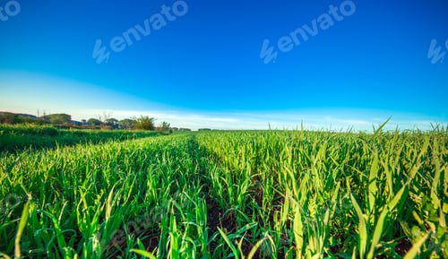 Preview: Green Field And Beautiful Sunset