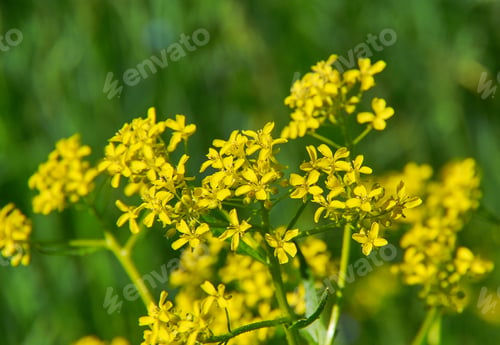 Preview: Barbarea Vulgaris - Yellow Rocketcress, Flowers In Spring, Selective Focus