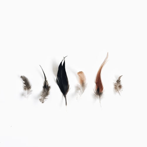 Preview: Bird Feathers. Flat Lay, Top View