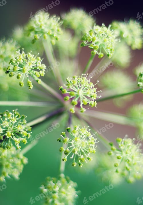 Preview: Angelica Plan. Shallow Depth-Of-Field