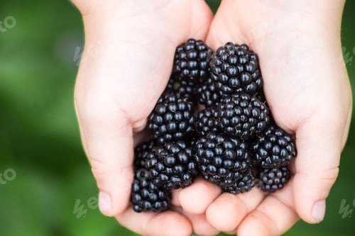 Preview: Ripe Juicy Blackberries In The Hands Of Children