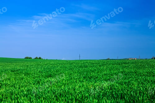 Preview: Green Grass Under Blue Sky