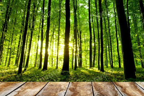 Preview: Beautiful Sunlight In The Autumn Forest With Wood Planks Floor