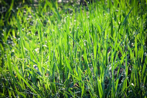 Preview: Beatiful Morning Green Field With Blue Heaven