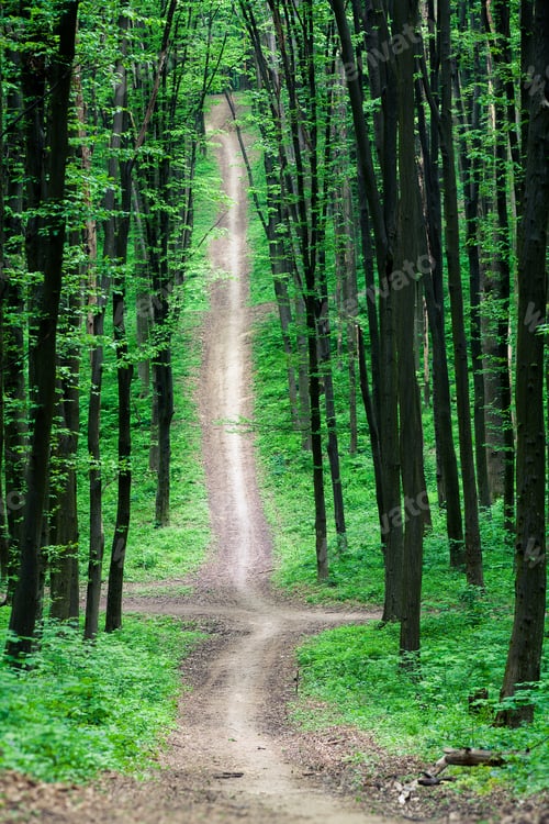 Preview: Beautiful Green Forest