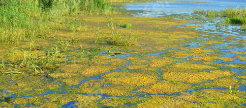 Preview: Aquatic Plants In Swamp At Sunny Summer Day.