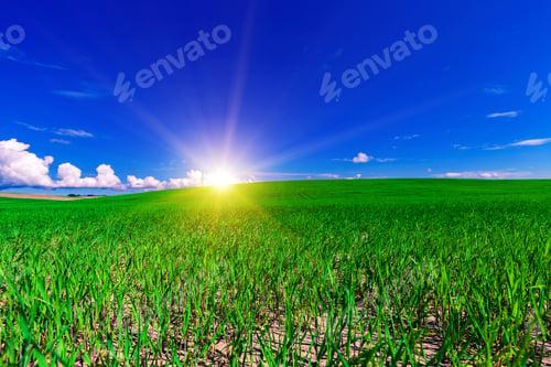 Preview: Green Field And Beautiful Sunset