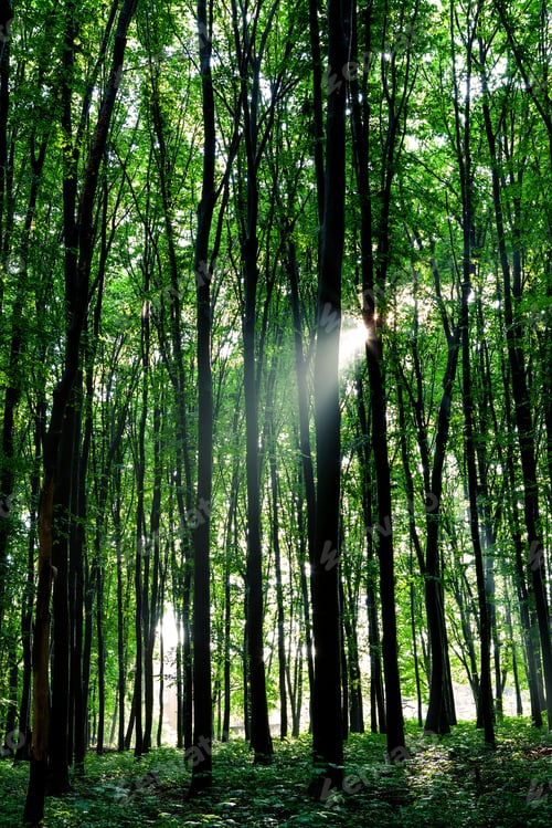 Vorschau: Wunderschöner grüner Wald