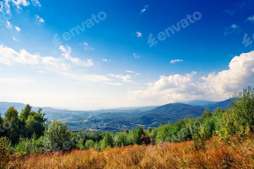 Preview: Pine Tree Forest