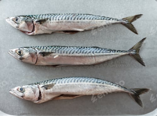 Preview: Fresh Mackerel Fishes