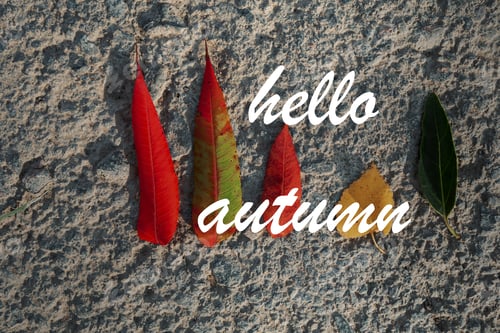 Preview: Hello Autumn. Autumn Background With Leaves On Grey Board