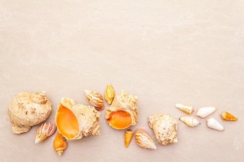 Preview: Seashells Summer Background. Lots Of Different Seashells Piled Together, Copy Space, Top View