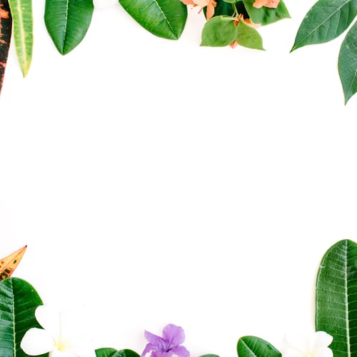 Preview: Tropical Exotic Colored Leaf Frame On White Background. Flat Lay, Top View
