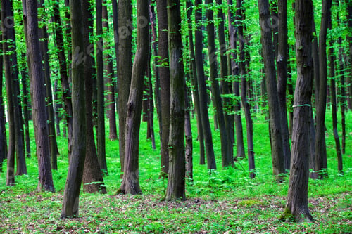 Preview: Beautiful Green Forest