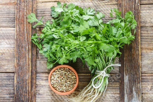 Preview: Fresh Green Cilantro, Coriander Leaves And Dry Seeds On Wooden Surface. Selective Focus