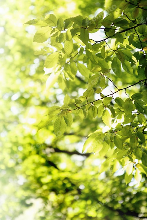 Preview: Green Grass And Leaves. Spring Backgrounds