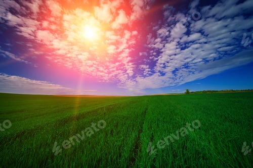 Preview: Green Field And Beautiful Sunset
