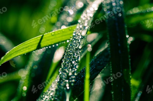 Preview: Water Drops On The Green Grass Background