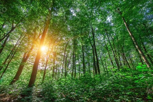Preview: Beautiful Green Forest