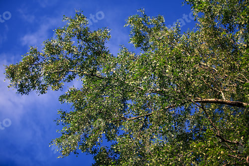 Preview: Forest Trees Nature Green Wood Sunlight Backgrounds