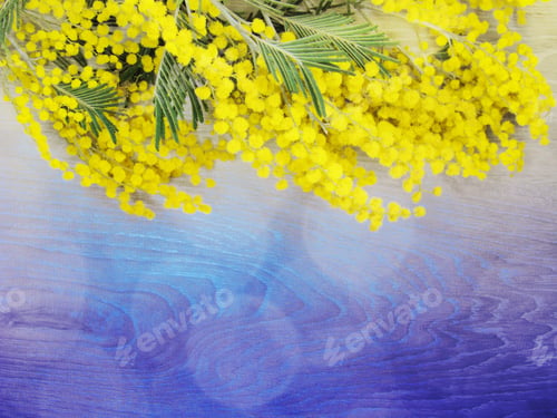 Preview: Mimosa Yellow Flowers Bush Floral Spring Background 8 March Greeting Card