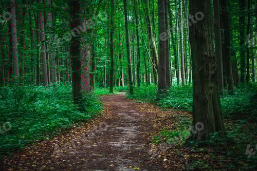 Preview: Beautiful Green Forest